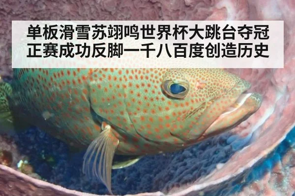 单板滑雪苏翊鸣世界杯大跳台夺冠正赛成功反脚一千八百度创造历史